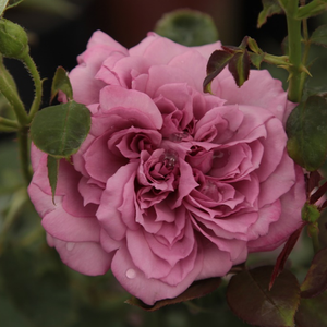 Srednje barva sleza z vijoličnim robom - Vrtnica čajevka